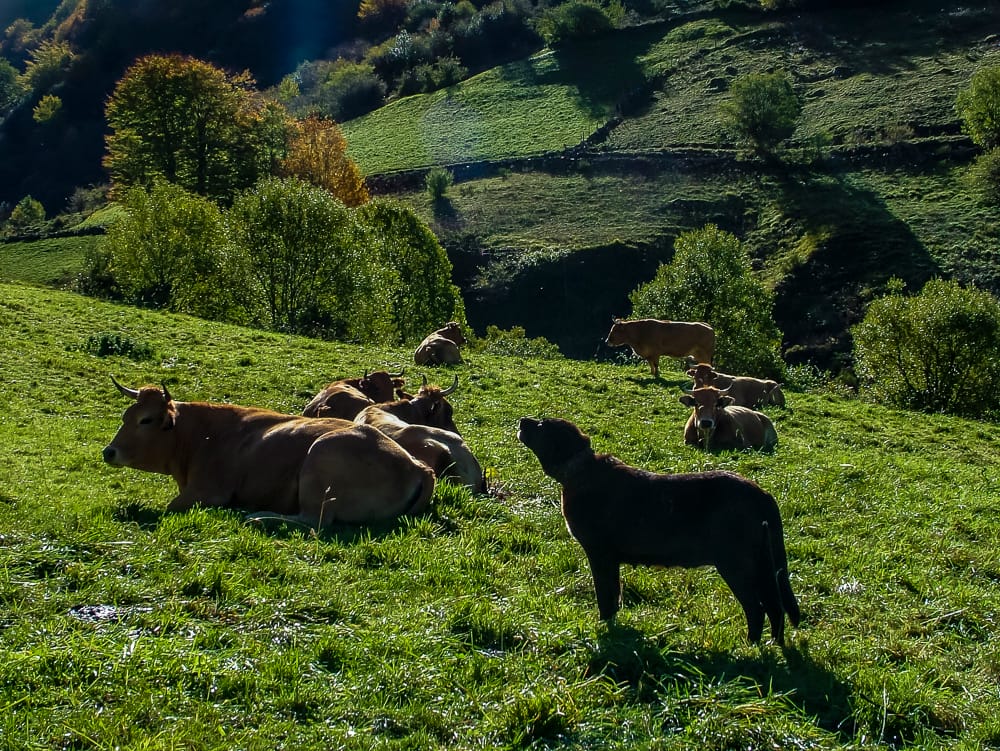 Palas de Rei to Arzúa