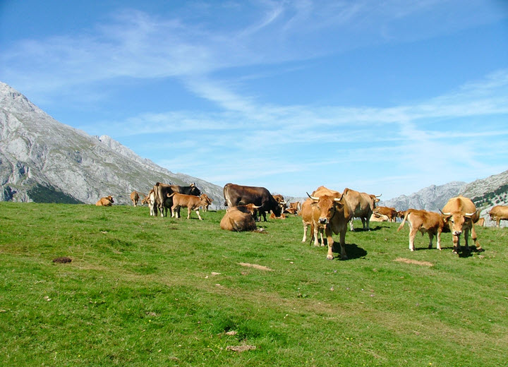 Cows In Picos de Europa National Park