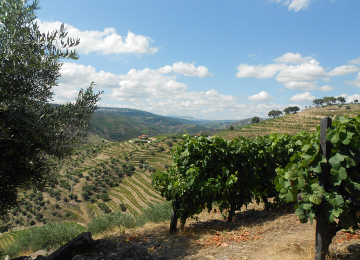 Douro Vineyards terraces