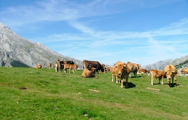 Cows In Picos de Europa National Park
