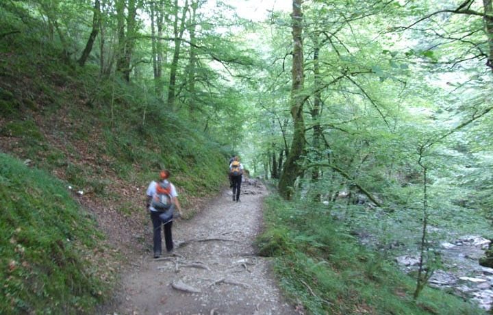 Larrau Forests Hiking