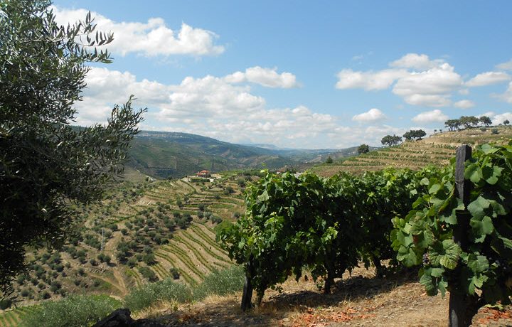 Douro Vineyards terraces