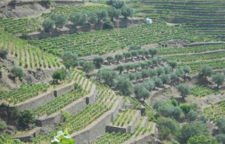 Douro terraces - Pinhão